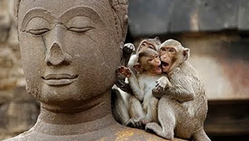 The Monkey Mind